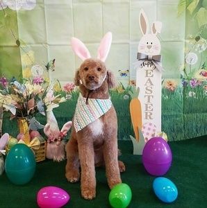 Meet your Posher, Dan